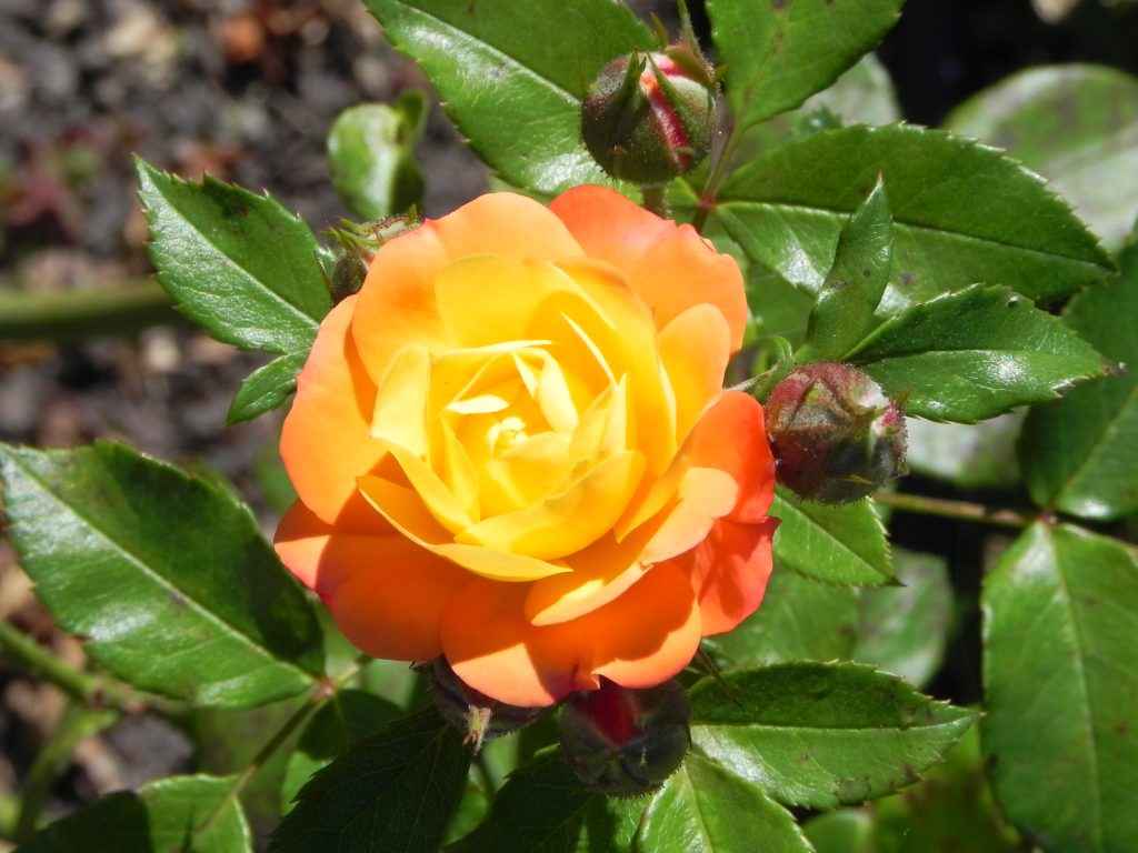dscn7266
